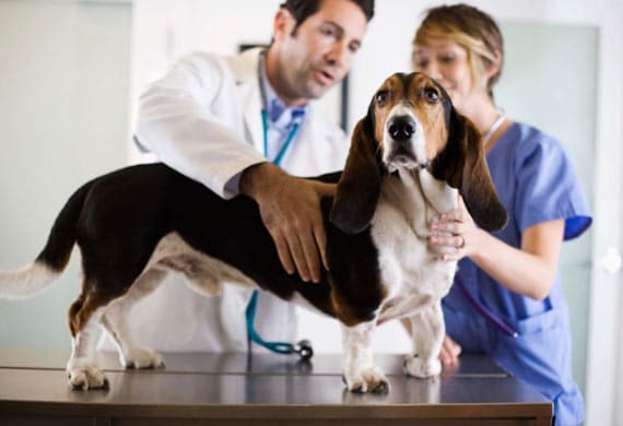 วิธีเลือกโรงพยาบาลสัตว์สำหรับน้องหมาและน้องแมวแสนซน
